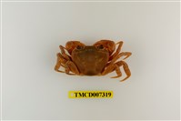 藏品(拉氏清溪蟹)的圖片